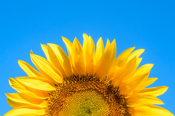 Using sunflower lecithin to treat recurrent clogged ducts when breastfeeding